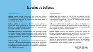 Especies de ballenas
Ballenas barbadas
Ballena azul: Con un peso de más de 100 toneladas y unos 28
metros de longitud en promedio, la ballena azul es la especie más
grande de nuestro planeta, e incluso, de toda la historia. Habitan
en los océanos Pacífico y Atlántico.
Ballena boreal: También conocida como ballena de Groenlandia.
Su cuerpo robusto, carente de aletas dorsales, puede alcanzar los
19 metros de longitud, y sus barbas pueden ser de tres metros. Se
trata además de ballenas que no emigran.
Rorcual común: Se trata del segundo animal más grande del
planeta. Habita en el océano Ártico. Actualmente se encuentra en
peligro de extinción con tan solo 3000 ejemplares conocidos.
Ballena franca: Se divide en tres subespecies, aunque en general,
se trata de cetáceos de color oscuro cuyo nombre se debe a que
flotan después de muertas y son fáciles de cazar. La caza furtiva de
estos animales lo han llevado al borde de la extinción.
Ballenas dentadas
Ballena narval: Habita mayormente los mares del Océano
Atlántico y el Ártico. El rasgo más distintivo de estas ballenas es
el colmillo largo y frontal de los machos que puede llegar a
medir hasta dos metros.
Ballena piloto: Se denominan también como calderones.
Habita en aguas templadas y sub-árticas de casi todo el
planeta. Su manjar favorito son los calamares y se caracterizan
por ser de color gris oscuro o negro.
Cachalote: Se trata del animal dentado más grande que existe
en nuestro planeta. Un cachalote adulto puede medir más de
20 metros, siendo la cabeza la parte más prominente de su
cuerpo. Actualmente se considera una especie vulnerable a la
extinción.
Ballena Beluga: En ocasiones se le denomina ballena blanca,
debido al color predominante de su cuerpo. Es el animal que
más grasa acumula de todos los cetáceos. Habita en
Norteamérica, Groenlandia y Rusia. Su población es de apenas
unos 150 000 ejemplares.
REGRESAR
 