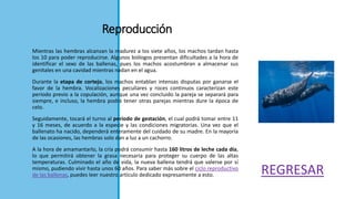 Reproducción
Mientras las hembras alcanzan la madurez a los siete años, los machos tardan hasta
los 10 para poder reproducirse. Algunos biólogos presentan dificultades a la hora de
identificar el sexo de las ballenas, pues los machos acostumbran a almacenar sus
genitales en una cavidad mientras nadan en el agua.
Durante la etapa de cortejo, los machos entablan intensas disputas por ganarse el
favor de la hembra. Vocalizaciones peculiares y roces continuos caracterizan este
período previo a la copulación, aunque una vez concluido la pareja se separará para
siempre, e incluso, la hembra podrá tener otras parejas mientras dure la época de
celo.
Seguidamente, tocará el turno al período de gestación, el cual podrá tomar entre 11
y 16 meses, de acuerdo a la especie y las condiciones migratorias. Una vez que el
ballenato ha nacido, dependerá enteramente del cuidado de su madre. En la mayoría
de las ocasiones, las hembras solo dan a luz a un cachorro.
A la hora de amamantarlo, la cría podrá consumir hasta 160 litros de leche cada día,
lo que permitirá obtener la grasa necesaria para proteger su cuerpo de las altas
temperaturas. Culminado el año de vida, la nueva ballena tendrá que valerse por sí
mismo, pudiendo vivir hasta unos 60 años. Para saber más sobre el ciclo reproductivo
de las ballenas, puedes leer nuestro artículo dedicado expresamente a esto. REGRESAR
 