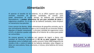 Alimentación
Al apreciar el tamaño de las ballenas, no es difícil suponer que estos
animales necesiten de grandes cantidades de comida para
poder alimentarse. Al mismo tiempo, las ballenas son excelentes
depredadores, y pueden alimentarse de una gran variedad de peces y
organismos acuáticos. En el caso de las ballenas barbadas, estas emplean
un mecanismo muy peculiar.
Como carecen de dientes, deben alimentarse de pequeños animales, por lo
que normalmente absorben el agua y con la ayuda de sus enormes barbas,
expulsan el líquido nuevamente, y una gran cantidad de organismos como
el krill y el plancton quedan atrapados en el interior de su boca para poder
ser consumidos.
De manera general, las ballenas son capaces de ingerir a diario, una
cantidad de alimentos equivalente al 4% de su peso corporal. Algunos
ejemplares como la ballena azul puede consumir hasta 1000 kilogramos de
comida al día, y como el resto de las ballenas dentadas, estas integran su
dieta con osos polares, focas, calamares, e incluso, otras ballenas de menor
tamaño.
REGRESAR
 