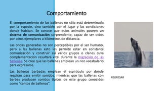 Comportamiento
El comportamiento de las ballenas no sólo está determinado
por la especie, sino también por el lugar y las condiciones
donde habitan. Se conoce que estos animales poseen un
sistema de comunicación sorprendente, capaz de ser oídos
por otros ejemplares a kilómetros de distancia.
Las ondas generadas no son perceptibles por el ser humano,
pero a las ballenas esto les permite estar en constante
comunicación y construir así varios grupos o clanes cuya
complementación resultará vital durante la migración de las
ballenas. Se cree que las ballenas emplean un rico vocabulario
para expresarse.
Las ballenas barbadas emplean el espiráculo por donde
respiran para emitir sonidos, mientras que las ballenas con
barbas producen sonidos típicos de este grupo conocidos
como “cantos de ballenas”.
REGRESAR
 