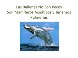 Las Ballenas No Son Peces
Son Mamíferos Acuáticos y Tenemos
Pulmones
 