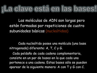 Las moléculas de ADN son largas pero están formadas por repeticiones de cuatro subunidades básicas  (nucleótidos) . Cada nucleótido posee una molécula (una base nitrogenada) diferente: A, T, C y G.  Cada peldaño de cada cadena complementaria, consiste en un par de bases en la que cada una pertenece a una cadena. Estas bases sólo se pueden aparear de la siguiente manera: A con T y G con C. 