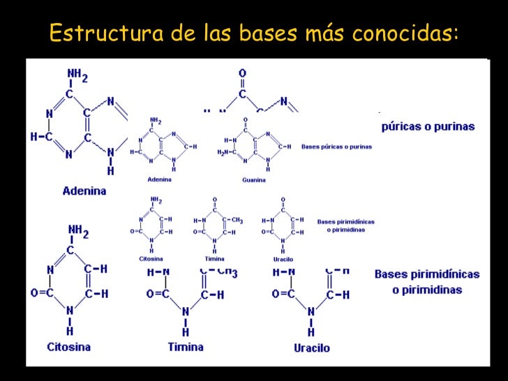 Las bases nitrogenadas acabado