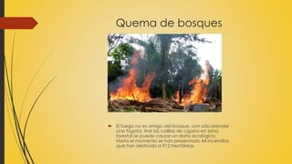 Quema de bosques 
 El fuego no es amigo del bosque, con sólo prender 
una fogata, tirar las colillas de cigarro en zona 
forestal se puede causar un daño ecológico. 
Hasta el momento se han presentado 44 incendios 
que han destruido a 912 hectáreas. 
 