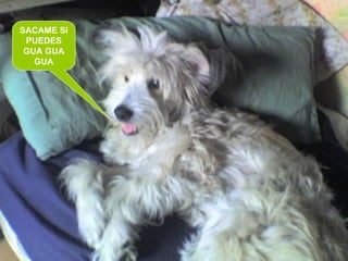 SACAME SI PUEDES GUA GUA GUA 