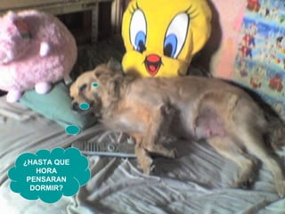 ¿HASTA QUE HORA PENSARAN DORMIR? 