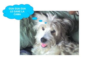 GUA GUA GUA LE GANE LA CAMA 