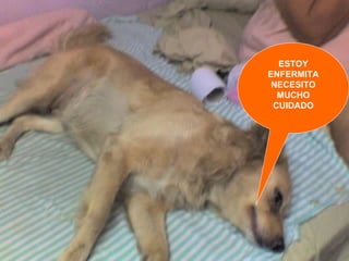 ESTOY ENFERMITA NECESITO MUCHO CUIDADO 