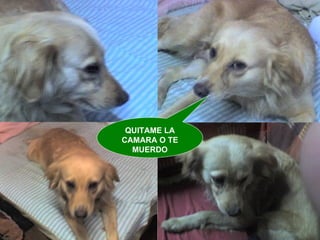 QUITAME LA CAMARA O TE MUERDO 