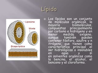 LípidoLos lípidos son un conjunto de moléculas orgánicas, la mayoría biomoléculas, compuestas principalmente por carbono e hidrógeno y en menor medida oxígeno, aunque también pueden contener fósforo, azufre y nitrógeno, que tienen como característica principal el ser hidrológicas o insolubles en agua y sí en solventes orgánicos como la bencina, el alcohol, el benceno y el cloroformo.