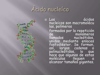 Ácido nucleícoLos ácidosnucleicos son macromoléculas, polímeros formados por la repetición de monómeros llamados nucleótidos, unidos mediante enlaces fosfodiéster. Se forman, así, largas cadenas o polinucleótidos, lo que hace que algunas de estas moléculas lleguen a alcanzar tamaños gigantes.