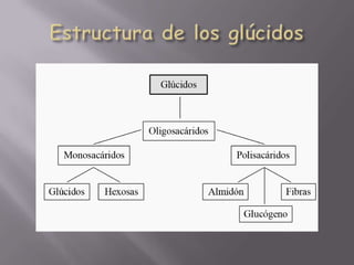 Estructura de los glúcidos