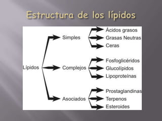 Estructura de los lípidos