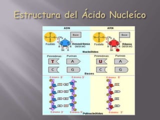 Estructura del Ácido Nucleíco
