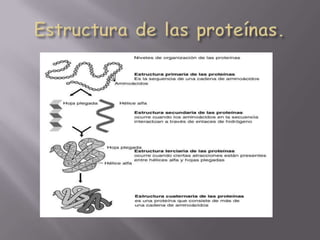 Estructura de las proteínas.