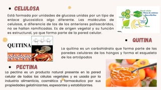 CELULOSA
Está formada por unidades de glucosa unidas por un tipo de
enlace glucosídico algo diferente. Las moléculas de
celulosa, a diferencia de las de los anteriores polisacáridos,
no se hallan ramificadas. Es de origen vegetal y su función
es estructural, ya que forma parte de la pared celular.
QUITINA
La quitina es un carbohidrato que forma parte de las
paredes celulares de los hongos y forma el esqueleto
de los artrópodos
PECTINA
La pectina es un producto natural presente en la pared
celular de todas las células vegetales y es usada por la
industria alimenticia, cosmética y farmacéutica por sus
propiedades gelatinizantes, espesantes y estabilizantes.
 