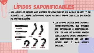 Lípidos saponificables
Son aquellos lípidos que pueden descomponerse en ácidos grasos y en
alcohol. Se llaman así porque puede hacerse jabón con ellos (reacción
de saponificación).
Los ácidos grasos son cadenas
hidrocarbonadas, que pueden
ser saturadas o insaturadas.
Son los que no poseen ningún
doble enlace entre carbonos y
los insaturados son los que
tienen uno o más dobles
enlaces.
 