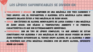 Los lípidos saponificables se dividen en:
Triglicéridos o grasas: Se componen de una molécula con tres carbonos y
tres grupos –OH, el propanotriol o glicerina. Esta molécula lleva unidas
mediante enlaces éster a tres moléculas de ácido graso.
Ceras: Son ésteres de alcohol monovalente de larga cadena y una molécula
de ácido graso. Son sólidas a temperatura ambiente y su principal
característica es que son extremadamente hidrófobas.
Fosfolípidos: Son un tipo de lípidos complejos, ya que además de estar
constituidos por glicerina y dos moléculas de ácido graso poseen un grupo
ácido fosfórico esterificado al tercer grupo alcohol de la glicerina y unido
al fosfórico hay otra molécula orgánica con un grupo alcohol, diferente
según los casos.
 