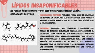 Lípidos INsaponificables
No poseen ácidos grasos (y por ello no se puede obtener jabón).
Destacamos dos tipos: Isoprenoides o terpenos: Formados por la unión de moléculas
de isopreno. Un ejemplo es el β-caroteno que es un pigmento
vegetal de color naranja, que interviene en la fotosíntesis
y colorea frutos.
Esteroides: Moléculas muy complejas y formadas por
anillos de carbonos (moléculas cíclicas). Destacaremos el
colesterol, cuya función es la de formar parte, junto con
los fosfolípidos, de las membranas celulares y por lo tanto
son estructurales y fundamentales para las células.
También son esteroides la vitamina D, las hormonas
sexuales como la testosterona y los estrógenos así como
las hormonas corticoides(fabricadas por las cápsulas
suprarrenales).
 