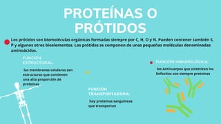 Los prótidos son biomoléculas orgánicas formadas siempre por C, H, O y N. Pueden contener también S,
P y algunos otros bioelementos. Los prótidos se componen de unas pequeñas moléculas denominadas
aminoácidos.
FUNCIÓN
ESTRUCTURAL:
las membranas celulares son
estructuras que contienen
una alta proporción de
proteínas
FUNCIÓN
TRANSPORTADORA:
hay proteínas sanguíneas
que transportan
FUNCIÓN INMUNOLÓGICA:
los Anticuerpos que sintetizan los
linfocitos son siempre proteínas
PROTEÍNAS O
PRÓTIDOS
 