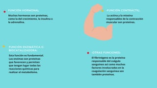 FUNCIÓN ENZIMÁTICA O
BIOCATALIZADORA:
Esta función es fundamental.
Las enzimas son proteínas
que favorecen y permiten
que tengan lugar todas las
reacciones químicas para
realizar el metabolismo.
·FUNCIÓN CONTRÁCTIL:
La actina y la miosina
responsables de la contracción
muscular son proteínas.
·OTRAS FUNCIONES:
El fibrinógeno es la proteína
responsable del coágulo
sanguíneo así como muchos
factores involucrados en la
coagulación sanguínea son
también proteínas.
FUNCIÓN HORMONAL
Muchas hormonas son proteínas,
como la del crecimiento, la insulina o
la adrenalina.
 