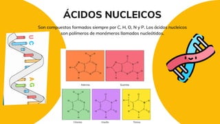 ÁCIDOS NUCLEICOS
Son compuestos formados siempre por C, H, O, N y P. Los ácidos nucleicos
son polímeros de monómeros llamados nucleótidos.
 