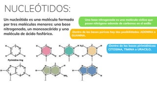 ·Dentro de las bases pirimidínicas:
CITOSINA, TIMINA o URACILO.
·Dentro de las bases púricas hay dos posibilidades: ADENINA o
GUANINA.
Una base nitrogenada es una molécula cíclica que
posee nitrógeno además de carbonos en el anillo
NUCLEÓTIDOS:
Un nucleótido es una molécula formada
por tres moléculas menores: una base
nitrogenada, un monosacárido y una
molécula de ácido fosfórico.
 