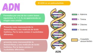 Presenta como monosacárido la
desoxirribosa y una molécula de ácido
fosfórico. Por lo tanto existen 4 nucleótidos
diferentes.
Formados por una de las cuatro bases
siguientes: A, T, C, G, no apareciendo en
ningún caso uracilo
El ADN es un polinucleótido
ADN
presenta como monosacárido la
desoxirribosa y una molécula de ácido
fosfórico. Por lo tanto existen 4
nucleótidos diferentes.
 