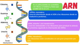 ·ARNm, mensajero:
Lleva la información desde el ADN a los ribosomas donde se
traducirá a proteínas.
ARNt, tránsfer o de transferencia:
Lleva los aminoácidos a los ribosomas para producir la síntesis
de proteínas siguiendo la información del ARNm
Es un polinucleótido de nucleótidos
con ribosa, á. fosfórico y bases que
pueden ser A, U, C, G ARN
·ARNr, ribosómico:
Los ribosomas están constituidos en una gran proporción por
ARN.
 