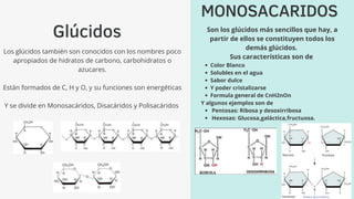 MONOSACARIDOS
Glúcidos
Los glúcidos también son conocidos con los nombres poco
apropiados de hidratos de carbono, carbohidratos o
azucares.
Están formados de C, H y O, y su funciones son energéticas
Y se divide en Monosacáridos, Disacáridos y Polisacáridos
Color Blanco
Solubles en el agua
Sabor dulce
Y poder cristalizarse
Formula general de CnH2nOn
Pentosas: Ribosa y desoxirribosa
Hexosas: Glucosa,galáctica,fructuosa.
Son los glúcidos más sencillos que hay, a
partir de ellos se constituyen todos los
demás glúcidos.
Sus características son de
Y algunos ejemplos son de
 