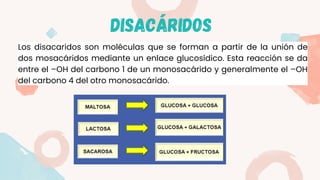 DISACÁRIDOS
Los disacaridos son moléculas que se forman a partir de la unión de
dos mosacáridos mediante un enlace glucosídico. Esta reacción se da
entre el –OH del carbono 1 de un monosacárido y generalmente el –OH
del carbono 4 del otro monosacárido.
 