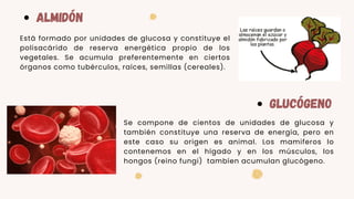 ALMIDÓN
GLUCÓGENO
Está formado por unidades de glucosa y constituye el
polisacárido de reserva energética propio de los
vegetales. Se acumula preferentemente en ciertos
órganos como tubérculos, raíces, semillas (cereales).
Se compone de cientos de unidades de glucosa y
también constituye una reserva de energía, pero en
este caso su origen es animal. Los mamiferos lo
contenemos en el hígado y en los músculos, los
hongos (reino fungi) tambíen acumulan glucógeno.
 