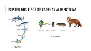 EXISTEN DOS TIPOS DE CADENAS ALIMENTICIAS
 ACUATICA
 TERRESTRE
 