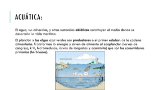 ACUÁTICA:
El agua, sus minerales, y otras sustancias abióticas constituyen el medio donde se
desarrolla la vida marítima.
El plancton y las algas azul verdes son productores o el primer eslabón de la cadena
alimentaria. Transforman la energía y sirven de alimento al zooplancton (larvas de
cangrejo, krill, hidromedusas, larvas de langostas y acantonia) que son los consumidores
primarios (herbívoros).
 