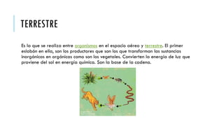 TERRESTRE
Es la que se realiza entre organismos en el espacio aéreo y terrestre. El primer
eslabón en ella, son los productores que son los que transforman las sustancias
inorgánicas en orgánicas como son los vegetales. Convierten la energía de luz que
proviene del sol en energía química. Son la base de la cadena.
 