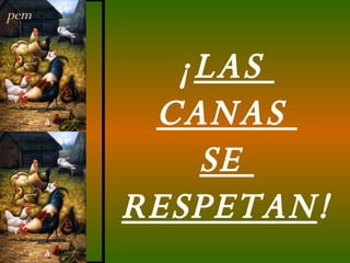 ¡ LAS  CANAS  SE  RESPETAN ! pem 