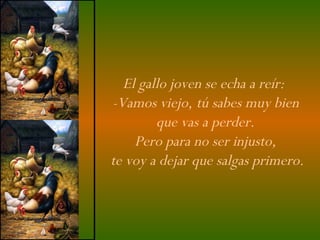 El gallo joven se echa a reír:  -Vamos viejo, tú sabes muy bien  que vas a perder.  Pero para no ser injusto,  te voy a dejar que salgas primero. 