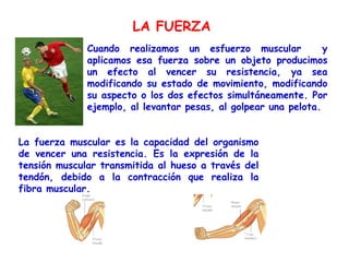 LA FUERZA
              Cuando realizamos un esfuerzo muscular             y
              aplicamos esa fuerza sobre un objeto producimos
              un efecto al vencer su resistencia, ya sea
              modificando su estado de movimiento, modificando
              su aspecto o los dos efectos simultáneamente. Por
              ejemplo, al levantar pesas, al golpear una pelota.


La fuerza muscular es la capacidad del organismo
de vencer una resistencia. Es la expresión de la
tensión muscular transmitida al hueso a través del
tendón, debido a la contracción que realiza la
fibra muscular.
 