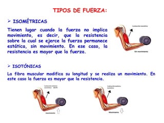 TIPOS DE FUERZA:
 ISOMÉTRICAS
Tienen lugar cuando la fuerza no implica
movimiento, es decir, que la resistencia
sobre la cual se ejerce la fuerza permanece
estática, sin movimiento. En ese caso, la
resistencia es mayor que la fuerza.


 ISOTÓNICAS
La fibra muscular modifica su longitud y se realiza un movimiento. En
este caso la fuerza es mayor que la resistencia.
 