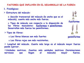 FACTORES QUE INFLUYEN EN EL DESARROLLO DE LA FUERZA
1. Fisiológicos:
 Estructura del músculo:

    o Sección transversal del músculo (lo ancho que es el
    músculo), cuanto más ancho más fuerza.
                                                            fusiforme
    o Tipos de músculo con respecto a la disposición de
    las fibras musculares: fusiformes e penniformes.
    Desarrollan más fuerza los penniformes.

 Tipos de fibras: 
     o Las fibras blancas son más fuertes                   penniforme
     o Las fibras rojas son más resistentes.
 Longitud del músculo. Cuanto más largo es el músculo mayor fuerza
puede ejercer.
Unidades motrices. Cuantas más unidades motrices (terminaciones
nerviosas  que      llegan   al    músculo)    mayor     fuerza.
 