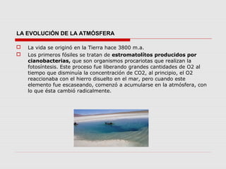 LA EVOLUCIÓN DE LA ATMÓSFERA

   La vida se originó en la Tierra hace 3800 m.a.
   Los primeros fósiles se tratan de estromatolítos producidos por
    cianobacterias, que son organismos procariotas que realizan la
    fotosíntesis. Este proceso fue liberando grandes cantidades de O2 al
    tiempo que disminuía la concentración de CO2, al principio, el O2
    reaccionaba con el hierro disuelto en el mar, pero cuando este
    elemento fue escaseando, comenzó a acumularse en la atmósfera, con
    lo que ésta cambió radicalmente.
 
