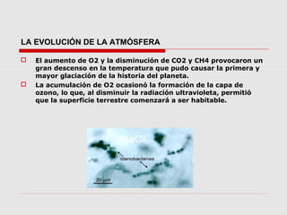 LA EVOLUCIÓN DE LA ATMÓSFERA

   El aumento de O2 y la disminución de CO2 y CH4 provocaron un
    gran descenso en la temperatura que pudo causar la primera y
    mayor glaciación de la historia del planeta.
   La acumulación de O2 ocasionó la formación de la capa de
    ozono, lo que, al disminuir la radiación ultravioleta, permitió
    que la superficie terrestre comenzará a ser habitable.
 