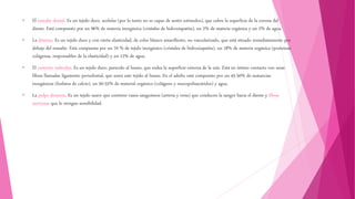 • El esmalte dental. Es un tejido duro, acelular (por lo tanto no es capaz de sentir estímulos), que cubre la superficie de la corona del
diente. Está compuesto por un 96% de materia inorgánica (cristales de hidroxiapatita), un 2% de materia orgánica y un 2% de agua.
• La dentina. Es un tejido duro y con cierta elasticidad, de color blanco amarillento, no vascularizado, que está situado inmediatamente por
debajo del esmalte. Está compuesta por un 70 % de tejido inorgánico (cristales de hidroxiapatita), un 18% de materia orgánica (proteínas
colágenas, responsables de la elasticidad) y un 12% de agua.
• El cemento radicular. Es un tejido duro, parecido al hueso, que rodea la superficie externa de la raíz. Está en íntimo contacto con unas
fibras llamadas ligamento periodontal, que unen este tejido al hueso. En el adulto está compuesto por un 45-50% de sustancias
inorgánicas (fosfatos de calcio), un 50-55% de material orgánico (colágeno y mucopolisacáridos) y agua.
• La pulpa dentaria. Es un tejido suave que contiene vasos sanguíneos (arteria y vena) que conducen la sangre hacia el diente y fibras
nerviosas que le otorgan sensibilidad.
 