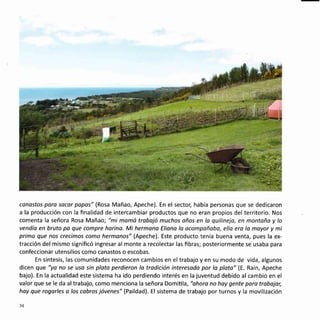 canastos pora socor popos" (Rosa Mañao, Apeche). En el sector, había personas que se dedicaron
a la producción con la finalidad de intercambiar productos que no eran propios del territorio. Nos
comenta la señora Rosa Mañao; "mi mamó trabajó muchos oños en lo quilineja, en montoña y lo
vendía en bruto pa que compre horino. Mi hermano Eliano lo ocompañoba, ella era lo moyor y mi
primo que nos crecimos como hermanos" (Apeche). Este producto tenía buena venta, pues la ex-
tracción del mismo significó ingresar al monte a recolectar las fibras; posteriormente se usaba para
confeccionar utensilios como canastos o escobas.
En síntesis, las comunidades reconocen cambios en el trabajo y en su modo de vida, algunos
dicen que "yo no se uso sin ploto perdieron lo trodición interesodo por lo ploto" (E. Rain, Apeche
bajo). En la actualidad este sistema ha ido perdiendo interés en la juventud debido al cambio en el
valor que se le da al trabajo, como menciona la señora Domiüla, "ohoro no hoy gente pora trobojor,
hay que rogorles o los cabros jóvenes" (Paildad). El sistema de trabajo por turnos y la movilización
34
 