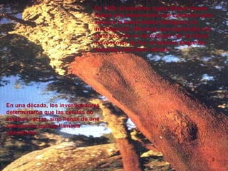 10/02/10 En 1655, el científico inglés Robert Hooke realizó una observación que cambiaría para siempre la teoría básica biológica y la investigación. Mientras que examinaba una parte seca de un alcornoque con un tosco microscopio de luz, el observó pequeñas cámaras y las llamó células.  En una década, los investigadores determinaron que las células no estaban vacías, sino llenas de una substancia acuosa llamada citoplasma .  