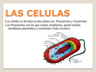 LAS CELULAS
Las células se dividen en dos partes las: Procariotas y Eucariotas
Las Procariotas son las que tienen citoplasma ,pared celular,
membrana plasmática y nucleoide (Adn circular).
 