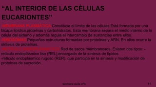 “AL INTERIOR DE LAS CÈLULAS
EUCARIONTES”
-MEMBRANA PLASMÀTICA:Constituye el límite de las células.Está formada por una
bicapa lipídica,proteínas y carbohidratos. Esta membrana separa el medio interno de la
célula del externo y además regula el intercambio de sustancias entre ellos.
-RIBOSOMAS:Pequeñas estructuras formadas por proteínas y ARN. En ellos ocurre la
síntesis de proteínas.
-RETÍCULO ENDOPLÀSMATICO:Red de sacos membranosos. Existen dos tipos: -
retículo endoplásmico liso (REL),encargado de la síntesis de lípidos
-retículo endoplásmico rugoso (RER), que participa en la síntesis y modificación de
proteínas de secreción.
11siomara avila nº4
 