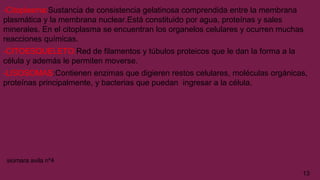 -Citoplasma:Sustancia de consistencia gelatinosa comprendida entre la membrana
plasmática y la membrana nuclear.Está constituido por agua, proteínas y sales
minerales. En el citoplasma se encuentran los organelos celulares y ocurren muchas
reacciones químicas.
-CITOESQUELETO:Red de filamentos y túbulos proteicos que le dan la forma a la
célula y además le permiten moverse.
-LISOSOMAS:Contienen enzimas que digieren restos celulares, moléculas orgánicas,
proteínas principalmente, y bacterias que puedan ingresar a la célula.
13
siomara avila nº4
 