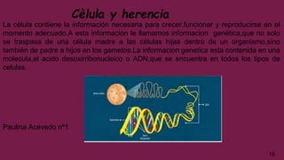 Cèlula y herencia
La célula contiene la información necesaria para crecer,funcionar y reproducirse en el
momento adecuado.A esta informacion le llamamos informacion genética,que no solo
se traspasa de una célula madre a las células hijas dentro de un organismo,sino
también de padre a hijos en los gametos.La informacion genetica esta contenida en una
molecula,el acido desoxirribonucleico o ADN,que se encuentra en todos los tipos de
celulas.
Paulina Acevedo nº1
15
 
