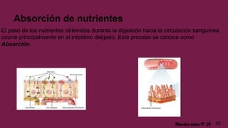 Absorción de nutrientes
El paso de los nutrientes obtenidos durante la digestión hacia la circulación sanguínea
ocurre principalmente en el intestino delgado. Este proceso se conoce como
Absorción.
20Ninoska salas Nº 28
 